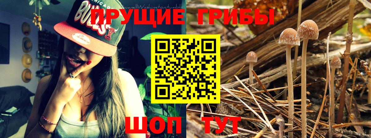 Псилоцибиновые грибы Psilocybe  Вход с VPN  Псилоцибиновые грибы Psilocybine cubensis  Амурск 